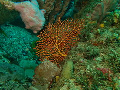 Melithaea