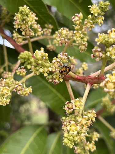 Unknown species found near Roberts Ave W, Immokalee, FL, US