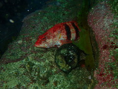 Hypoplectrodes nigroruber