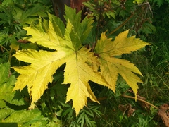 Heracleum maximum