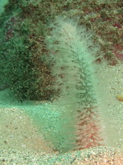 Veretillidae
