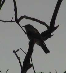 Chrysococcyx minutillus