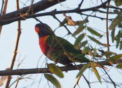 Trichoglossus moluccanus