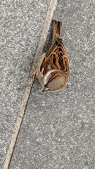 Passer domesticus