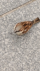 Passer domesticus