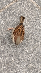 Passer domesticus