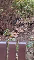 Turdus merula