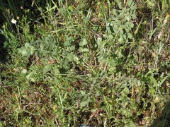 Pimpinella villosa