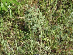 Pimpinella villosa