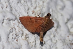 Endotricha theonalis