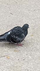 Columba livia domestica