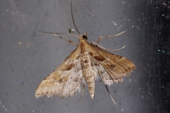 Diasemia accalis