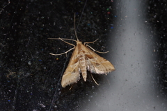 Diasemia accalis