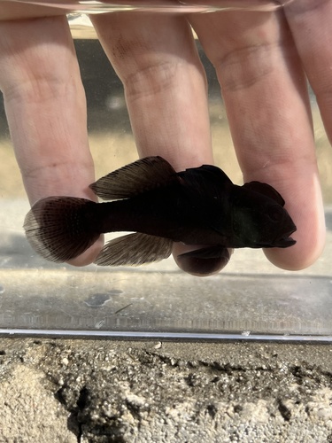 Lophogobius cyprinoides