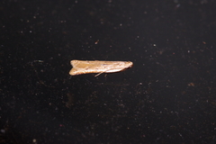 Mesophleps albilinella