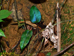 Diplazium cordifolium