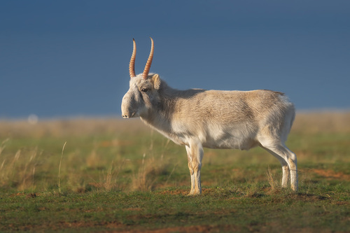Saiga tatarica (Linnaeus, 1766)