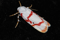 Cyana unipunctata