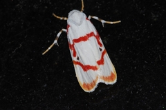 Cyana unipunctata