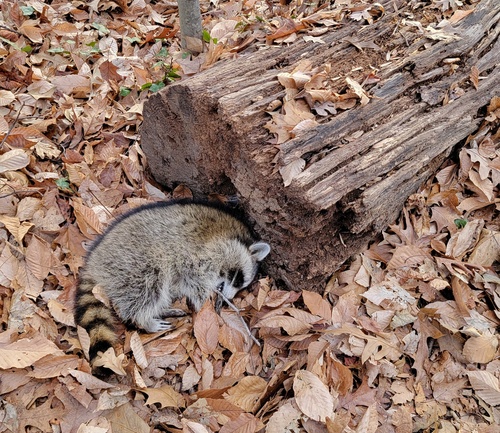 Raccoon