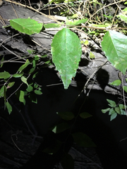 Planera aquatica