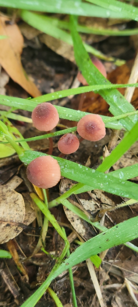 Mycena californiensis · December 2025 · photo: © eckhartdpe (iNaturalist, cc-by)