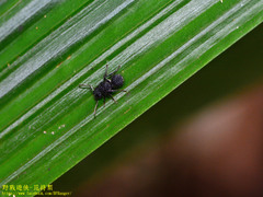 Echinopla melanarctos