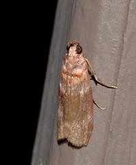 Calguia defiguralis