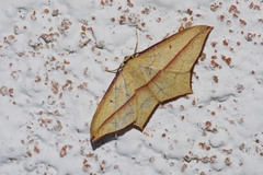 Timandra convectaria