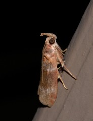 Calguia defiguralis
