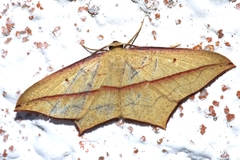 Timandra convectaria