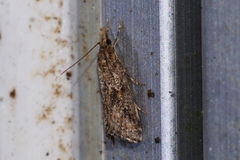 Microchilo inexpectellus