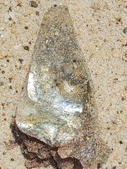 Sillaginidae