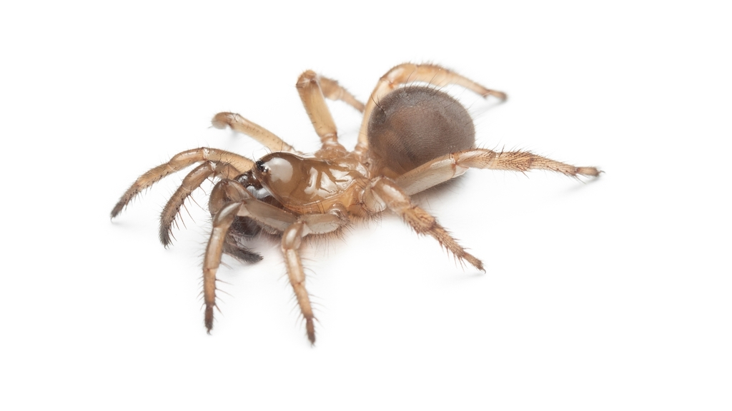 Aliatypus gulosus