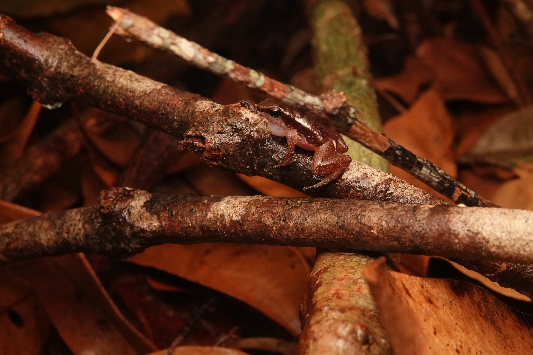Anomaloglossus baeobatrachus (Boistel & Massary, 1999)