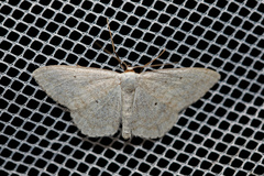 Scopula incanata