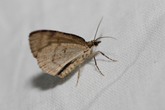 Hydriomena impluviata