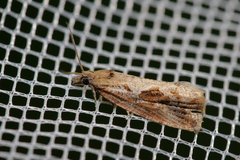 Endothenia quadrimaculana