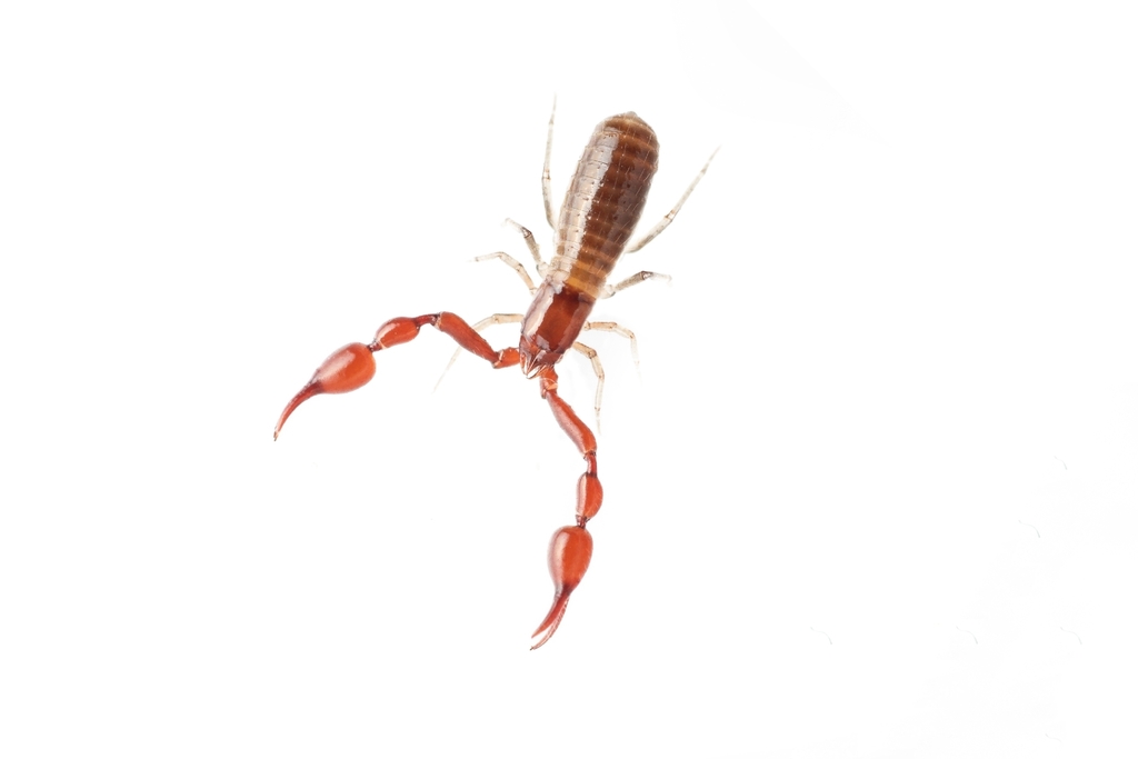 Saetigerocreagris