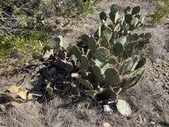 Opuntia pyrocarpa