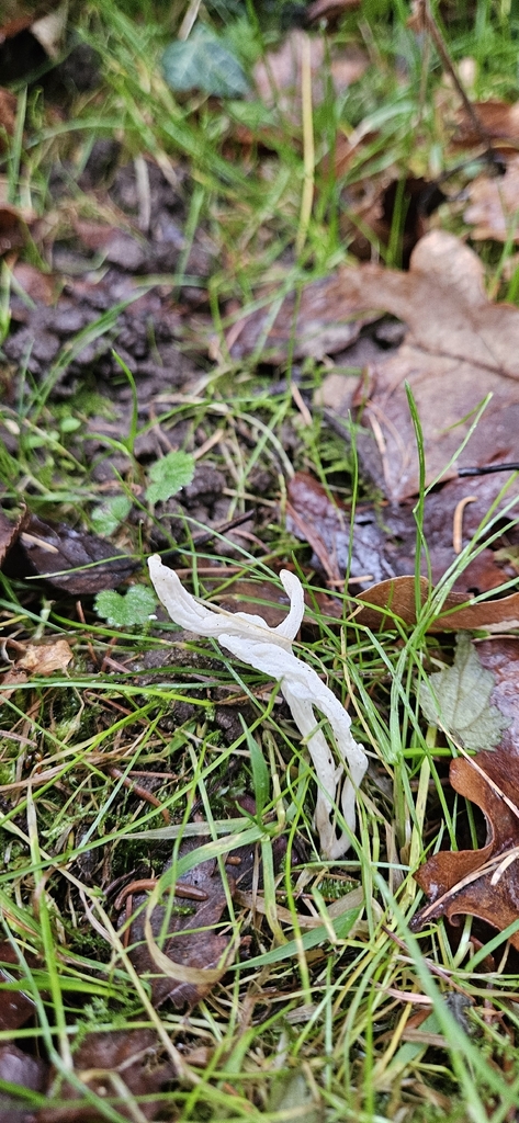 Clavulina rugosa · December 2025 · photo: © run4 (iNaturalist, cc-by)