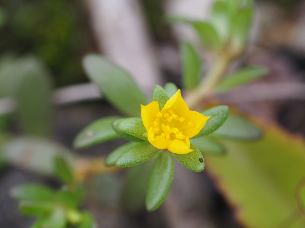 Portulaca australis from Leolbatan, Oecusse, Timor-Leste on January 20 ...