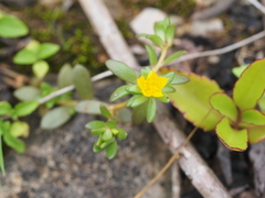 Portulaca australis
