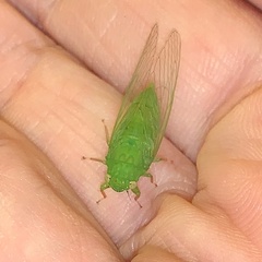 Guineapsaltria flava