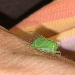 Guineapsaltria flava