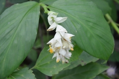 Globba marantina