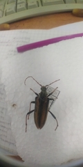 Oxymirus cursor
