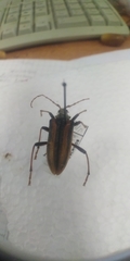 Oxymirus cursor