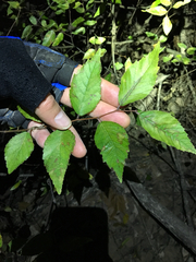 Planera aquatica