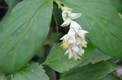 Globba marantina